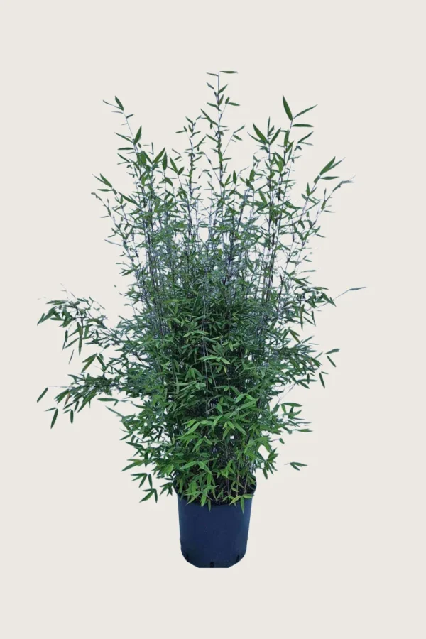 Sort Bambus Black Pearl 200cm Vel forgrenet | Plantinavia