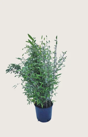 Sort Bambus Black Pearl 80cm Vel forgrenet | Plantinavia