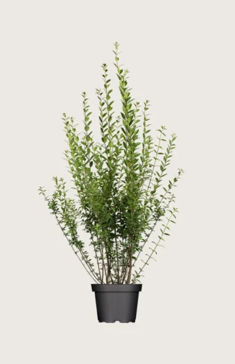Stedsegrøn Liguster 100cm Forgrenet | Plantinavia