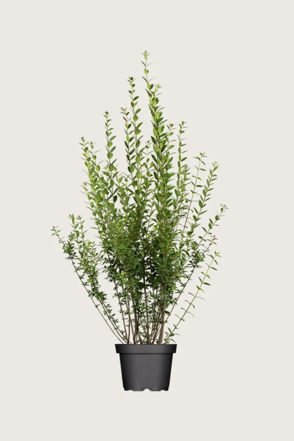 Stedsegrøn Liguster 175cm Forgrenet | Plantinavia