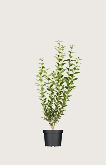 Stedsegrøn Liguster 80cm Forgrenet | Plantinavia