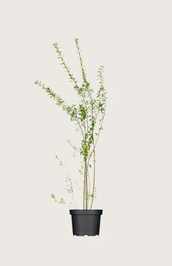 Stedsegrøn Liguster 100cm Outlet | Plantinavia
