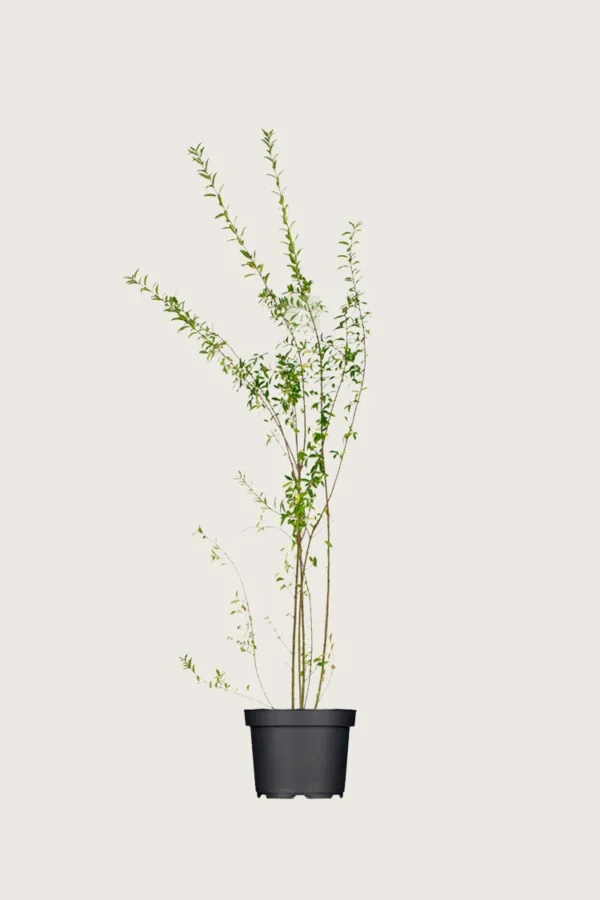 Stedsegrøn Liguster 100cm Outlet | Plantinavia