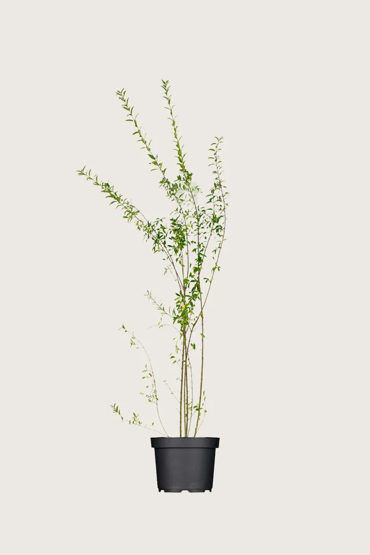 Stedsegrøn Liguster 100cm Outlet | Plantinavia