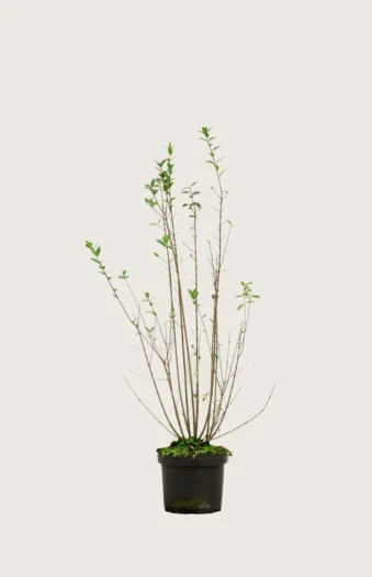 Stedsegrøn Liguster 80cm Outlet | Plantinavia