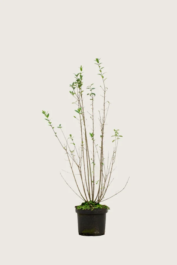 Stedsegrøn Liguster 80cm Outlet | Plantinavia