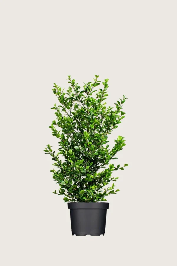 Stedsegrøn Liguster 100cm Vel forgrenet | Plantinavia