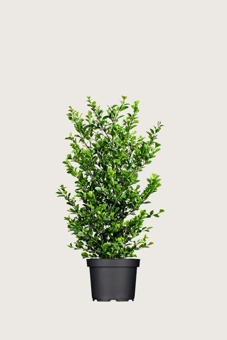 Stedsegrøn Liguster 100cm Vel forgrenet | Plantinavia