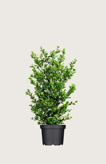 Stedsegrøn Liguster 80cm Vel forgrenet | Plantinavia