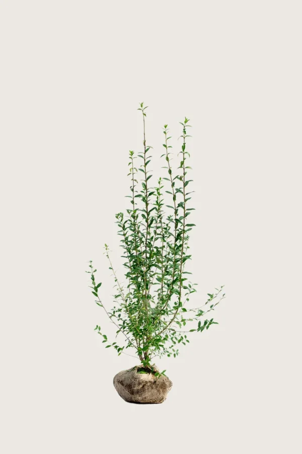 Stedsegrøn Liguster 100cm Forgrenet | Plantinavia