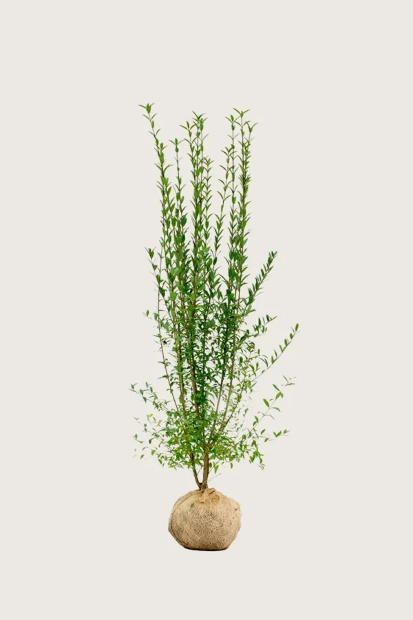 Stedsegrøn Liguster 175cm Forgrenet | Plantinavia