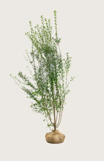 Stedsegrøn Liguster 300cm Forgrenet | Plantinavia