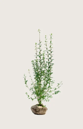 Stedsegrøn Liguster 80cm Forgrenet | Plantinavia