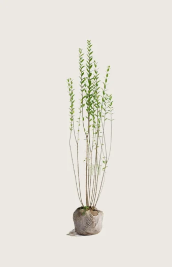 Stedsegrøn Liguster 150cm Outlet | Plantinavia