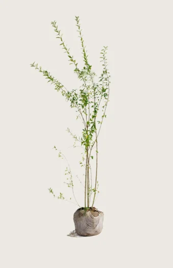 Stedsegrøn Liguster 225cm Outlet | Plantinavia