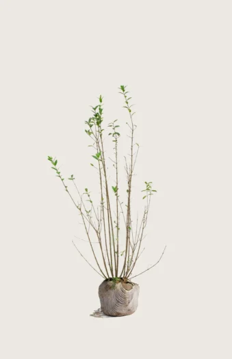Stedsegrøn Liguster 80cm Outlet | Plantinavia
