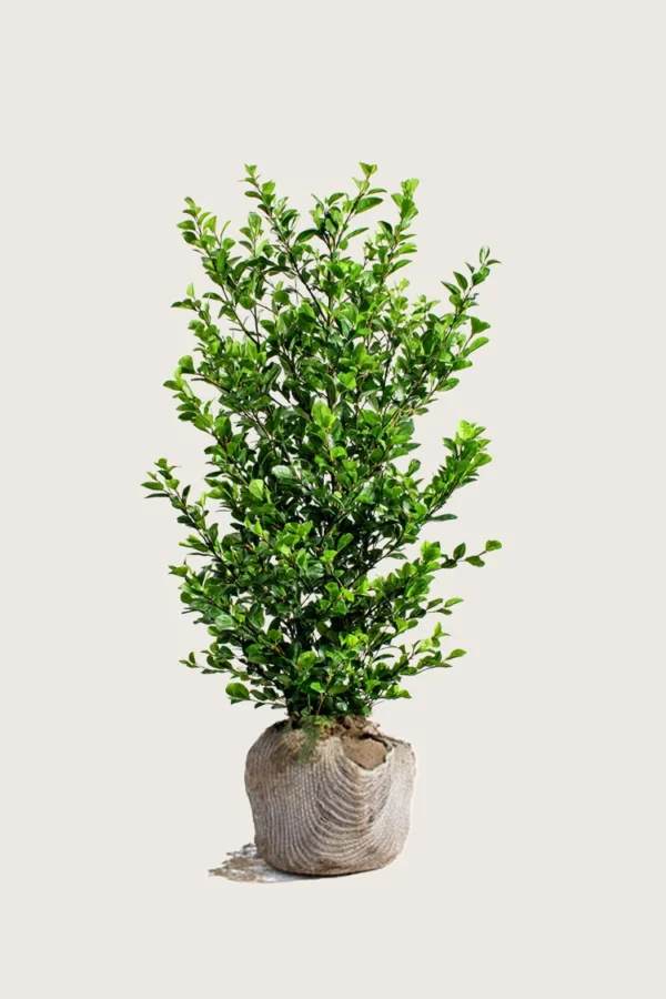 Stedsegrøn Liguster 150cm Vel forgrenet | Plantinavia