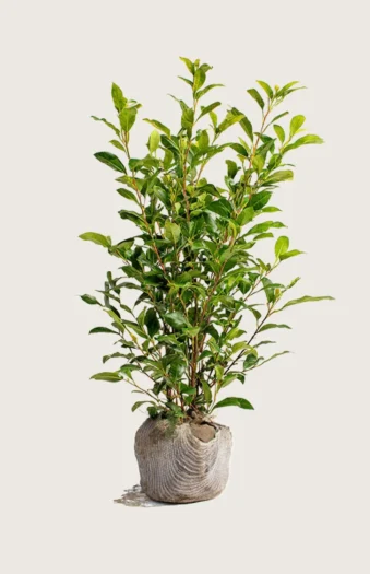 Stedsegrøn Liguster 250cm Vel forgrenet | Plantinavia