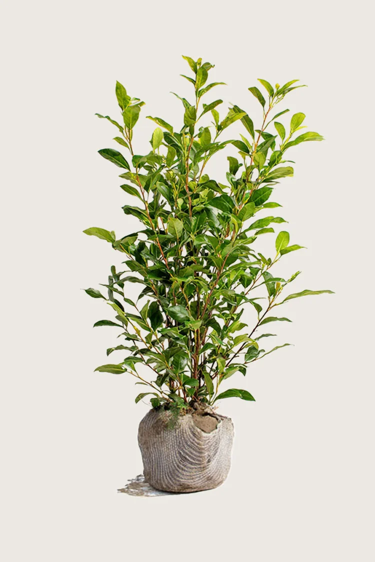 Stedsegrøn Liguster 300cm Vel forgrenet | Plantinavia