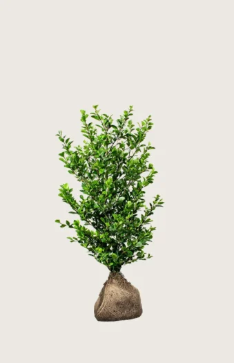 Stedsegrøn Liguster 60cm Vel forgrenet | Plantinavia