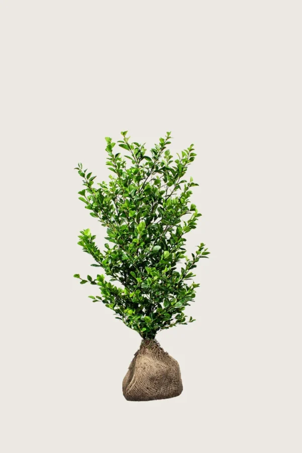 Stedsegrøn Liguster 60cm Vel forgrenet | Plantinavia