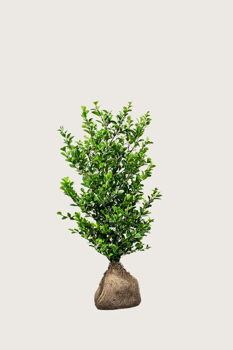 Stedsegrøn Liguster 60cm Vel forgrenet | Plantinavia