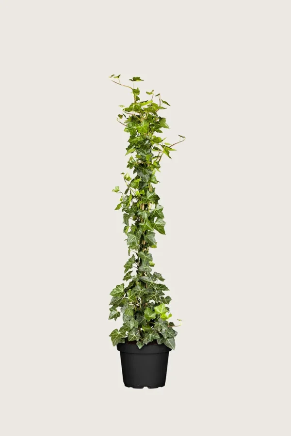 Storbladet Efeu 125cm Forgrenet | Plantinavia