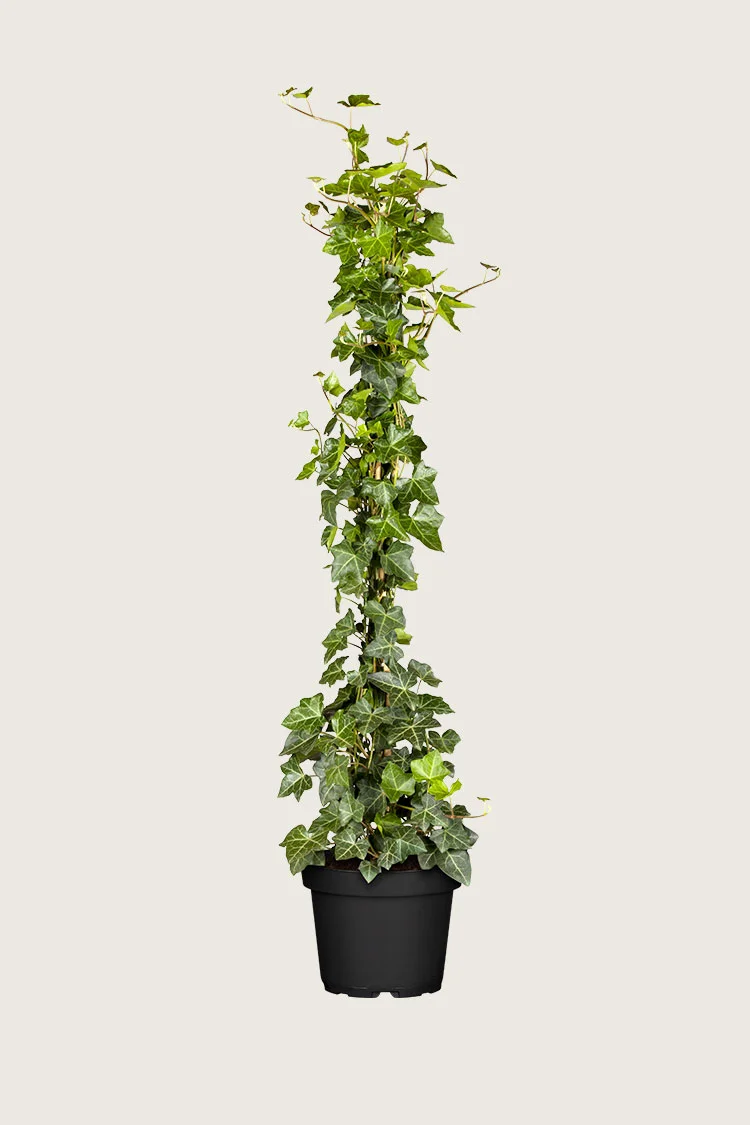 Storbladet Efeu 200cm Forgrenet | Plantinavia