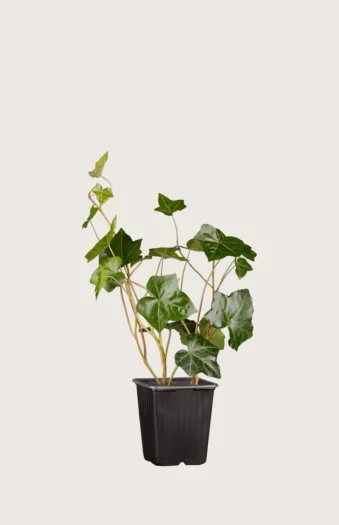 Storbladet Efeu 80cm Forgrenet | Plantinavia