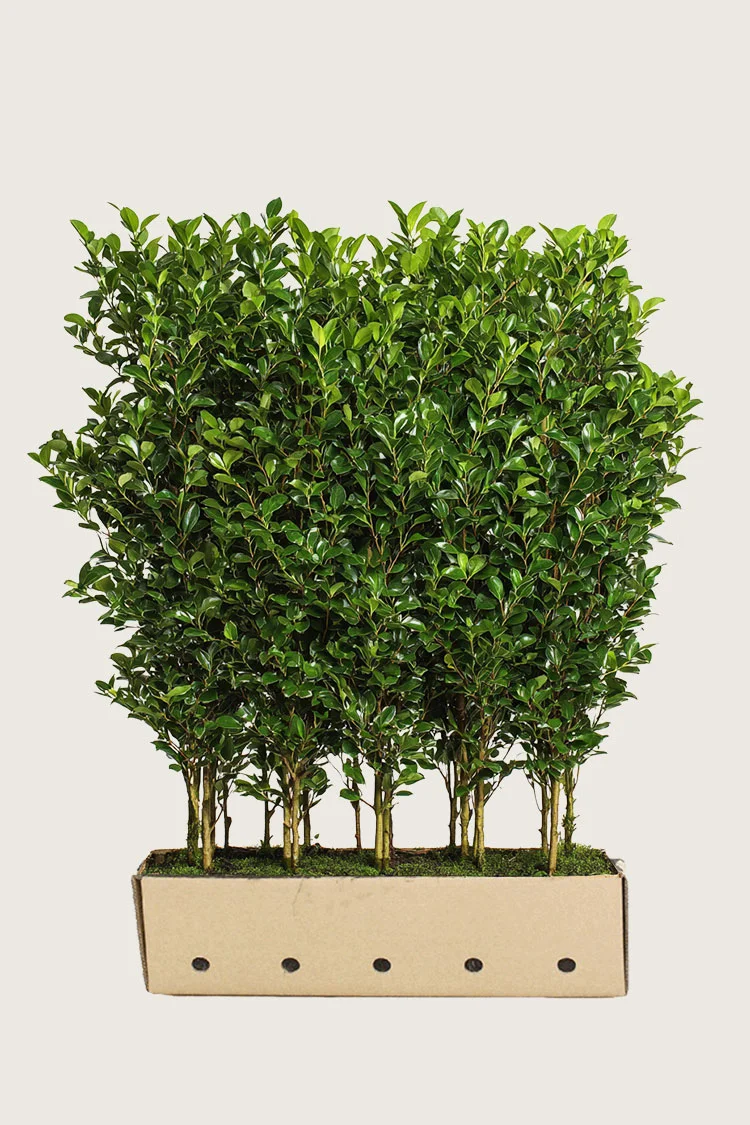 Storbladet liguster 200cm Vel forgrenet | Plantinavia