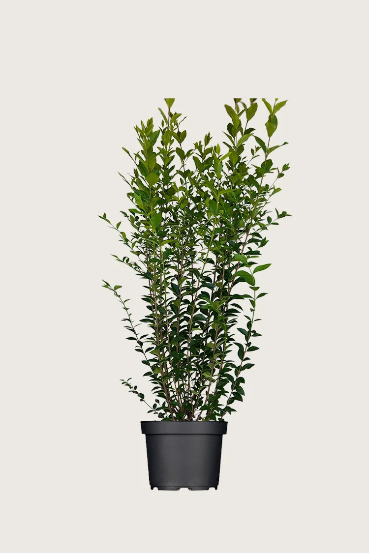 Storbladet liguster 125cm Forgrenet | Plantinavia