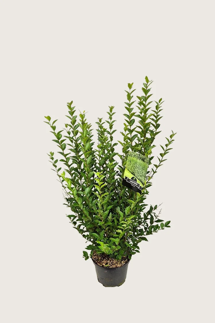 Storbladet liguster 60cm Forgrenet | Plantinavia