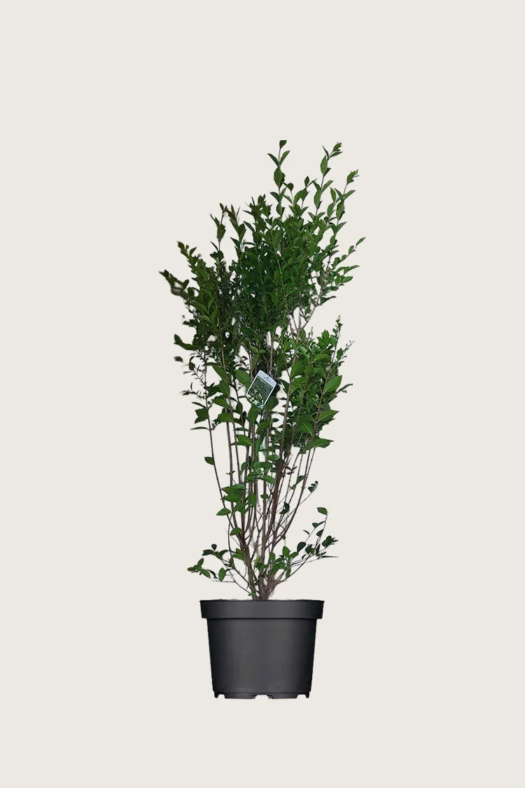 Storbladet liguster 100cm Outlet | Plantinavia