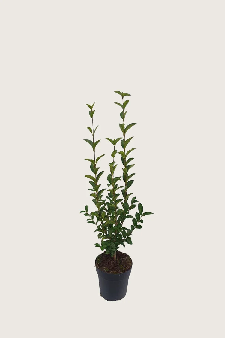 Storbladet liguster 60cm Outlet | Plantinavia