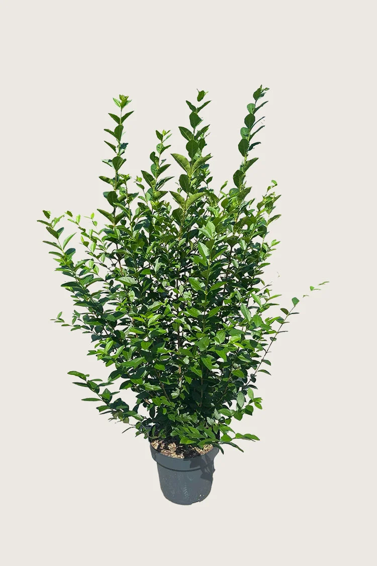 Storbladet liguster 150cm Vel forgrenet | Plantinavia