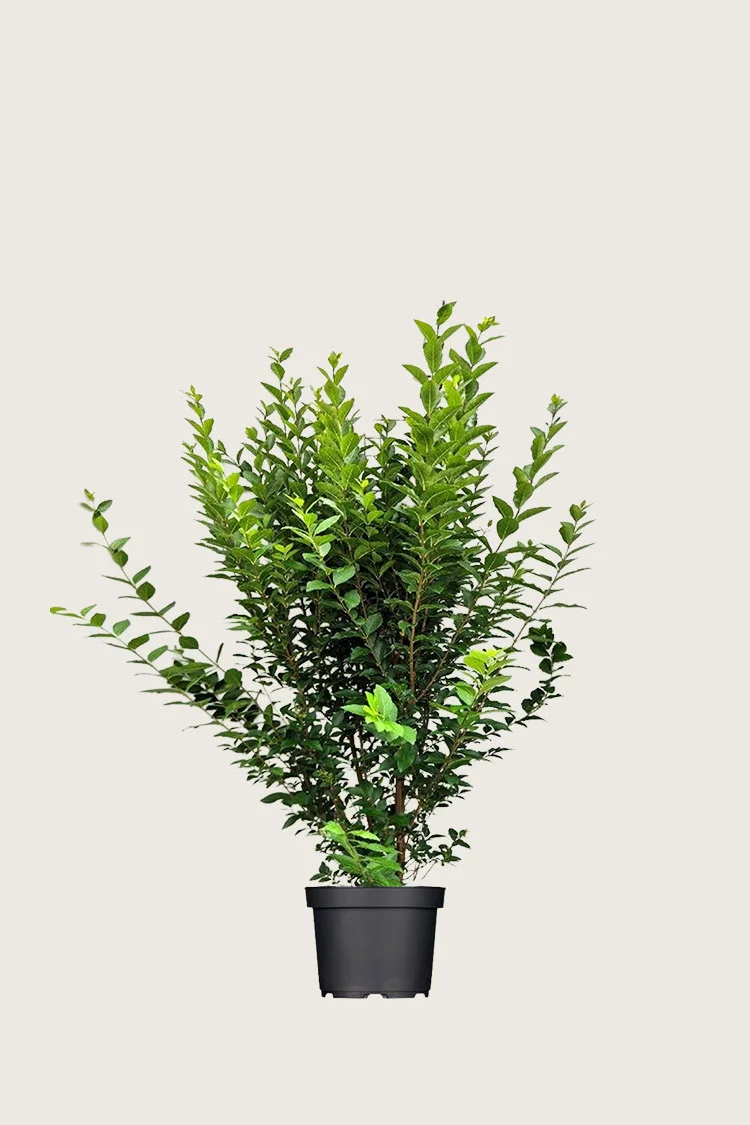 Storbladet liguster 80cm Vel forgrenet | Plantinavia