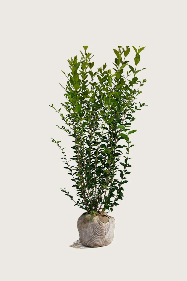 Storbladet liguster 125cm Forgrenet | Plantinavia
