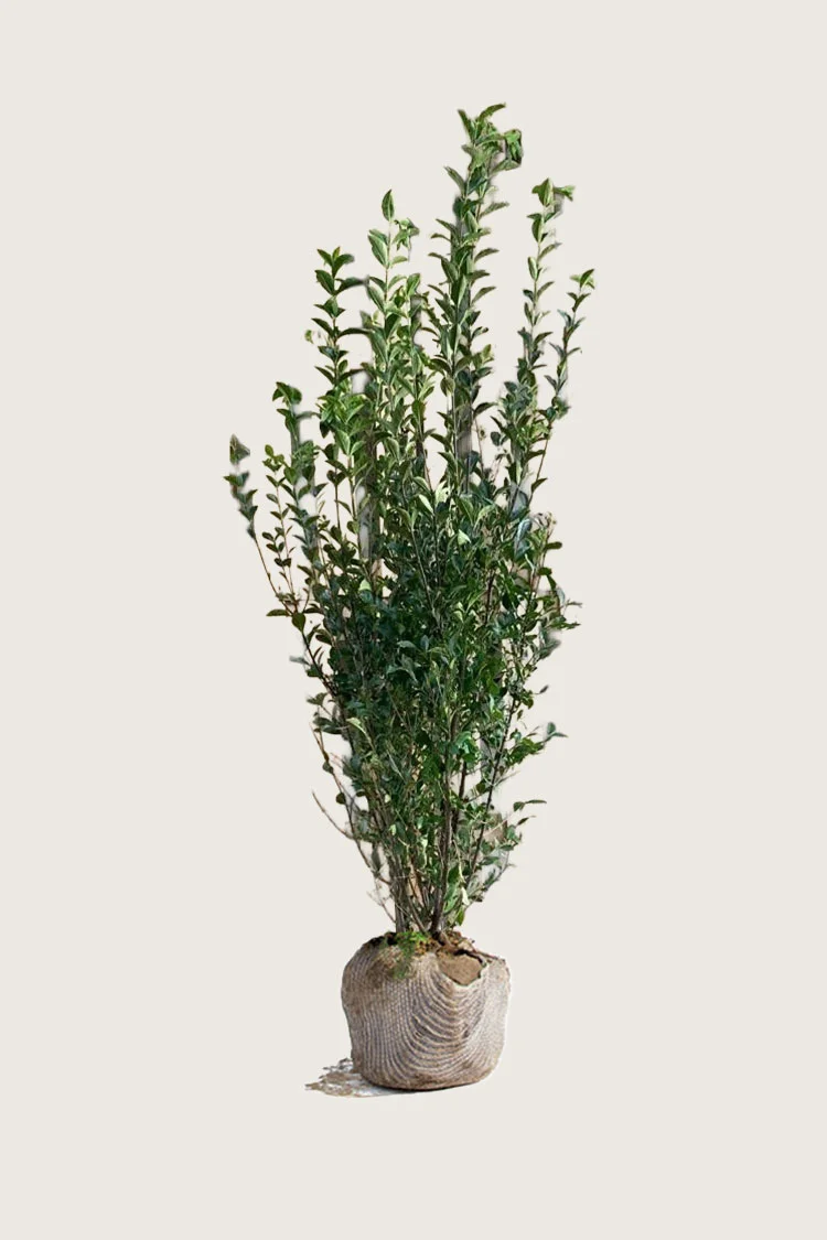 Storbladet liguster 225cm Forgrenet | Plantinavia