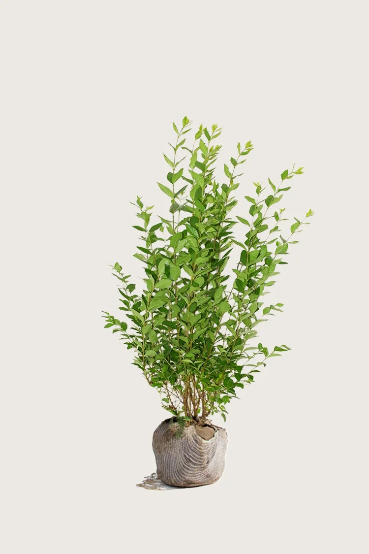 Storbladet liguster 60cm Forgrenet | Plantinavia