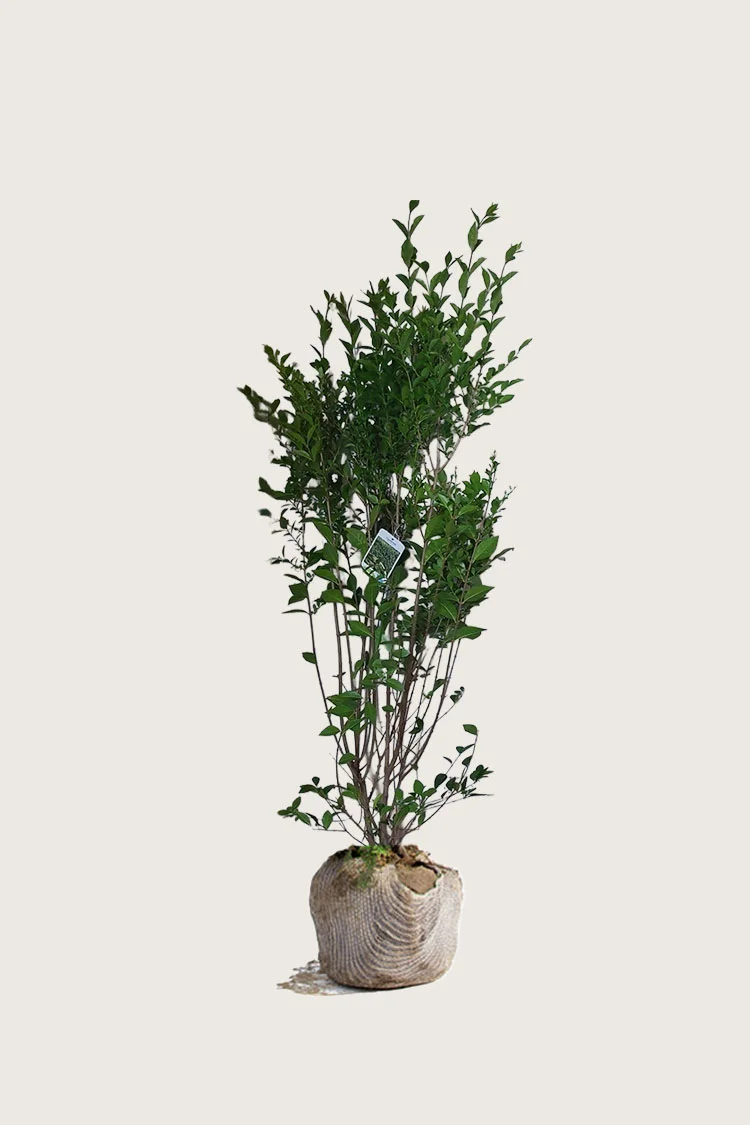 Storbladet liguster 125cm Outlet | Plantinavia
