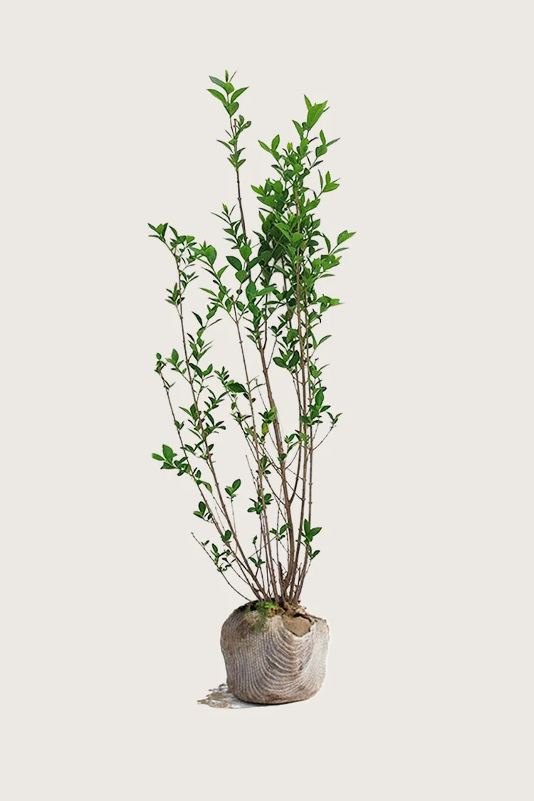 Storbladet liguster 250cm Outlet | Plantinavia