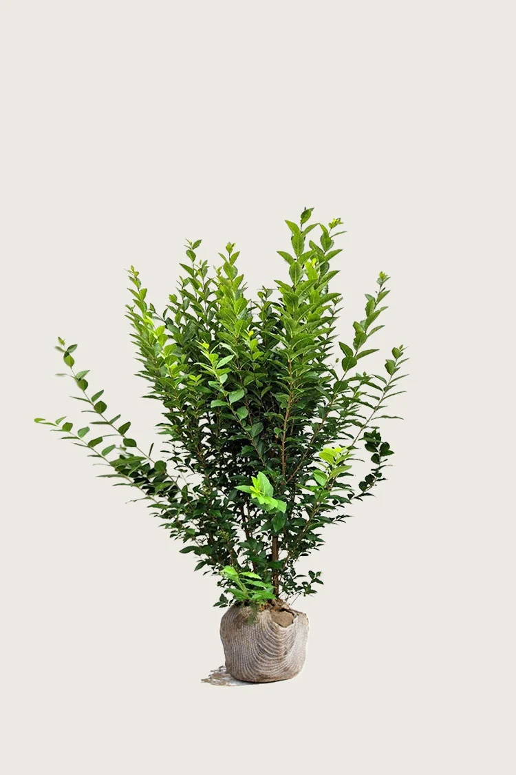 Storbladet liguster 100cm Vel forgrenet | Plantinavia