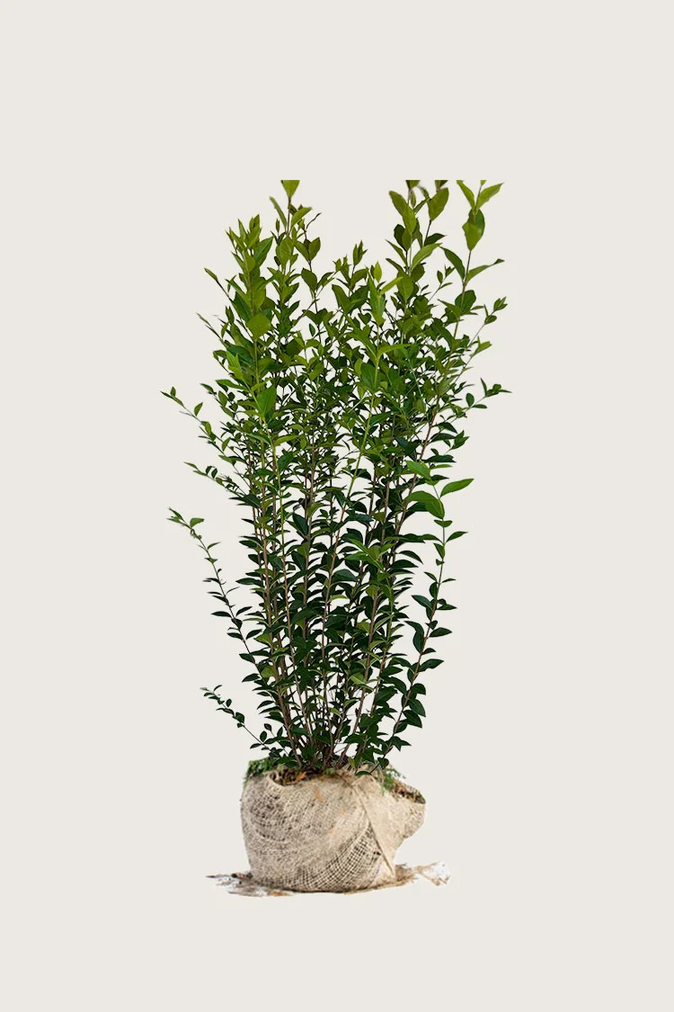 Storbladet liguster 150cm Vel forgrenet | Plantinavia