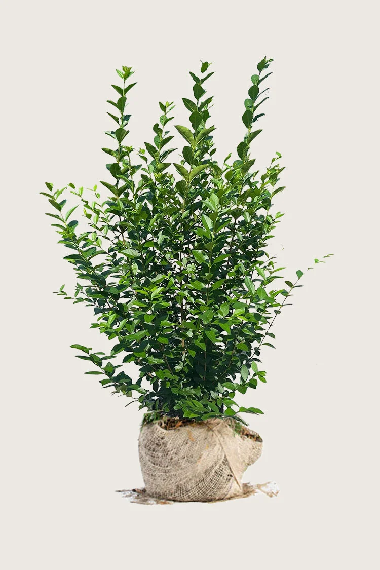 Storbladet liguster 225cm Vel forgrenet | Plantinavia