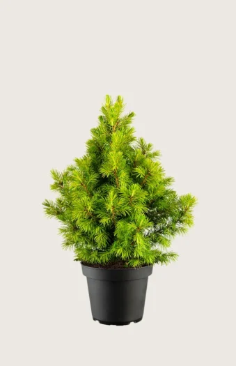 Sukkertopgran 60cm Vel forgrenet | Plantinavia