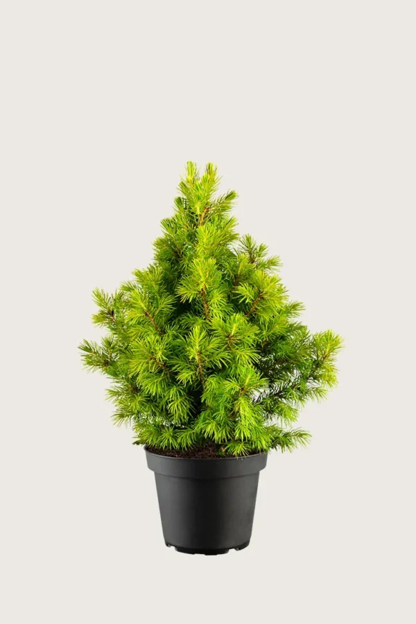 Sukkertopgran 60cm Vel forgrenet | Plantinavia