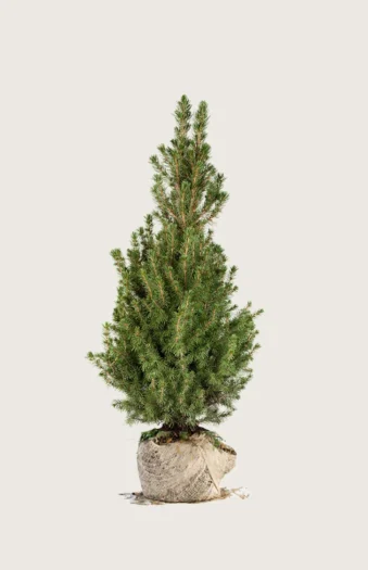 Sukkertopgran 150cm Vel forgrenet | Plantinavia