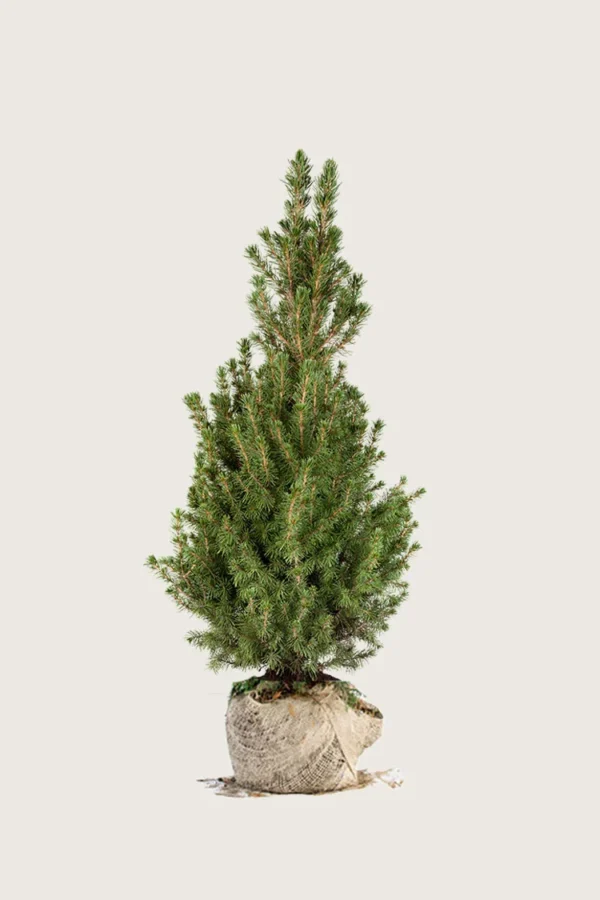 Sukkertopgran 150cm Vel forgrenet | Plantinavia