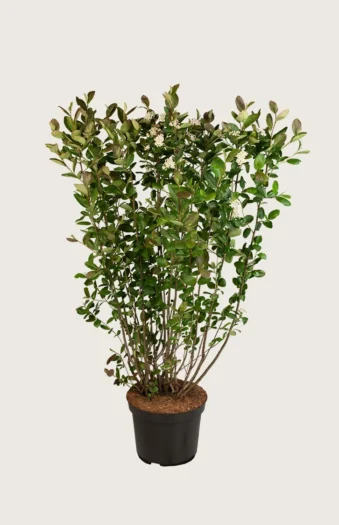 Surbær 125cm Vel forgrenet | Plantinavia