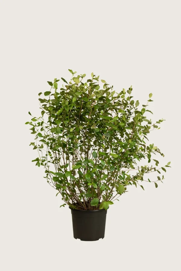Surbær 30cm Vel forgrenet | Plantinavia